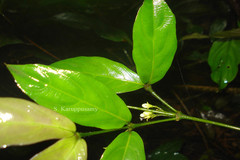 Lasianthus dichotomus